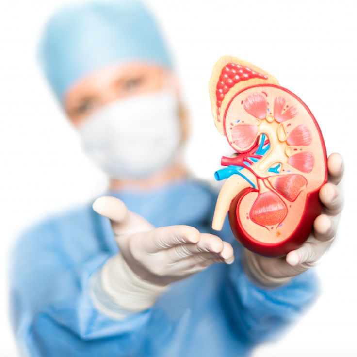 How Long Does a Kidney Transplantation Take_