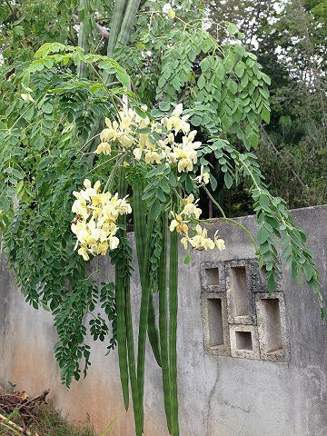 beautiful picture of Moringa plant
