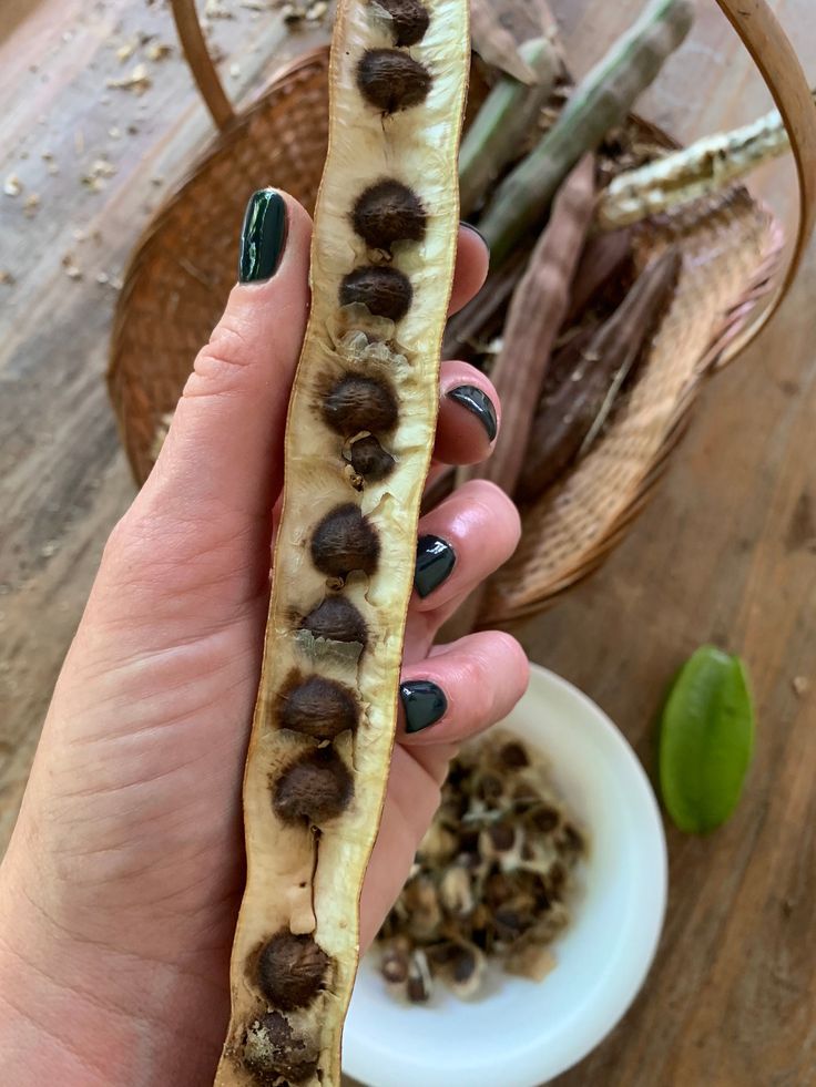 Moringa Fruit and Seeds 