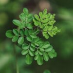 moringa