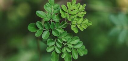 moringa