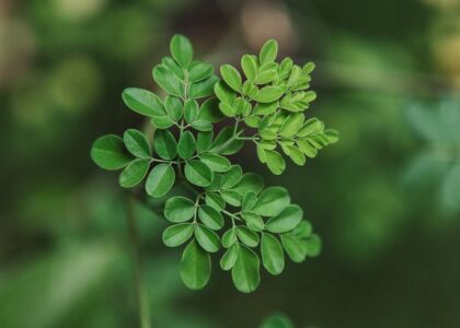 moringa