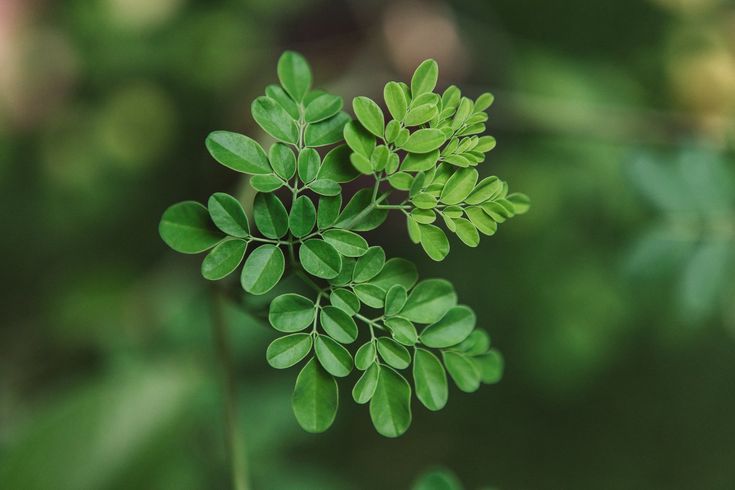 moringa