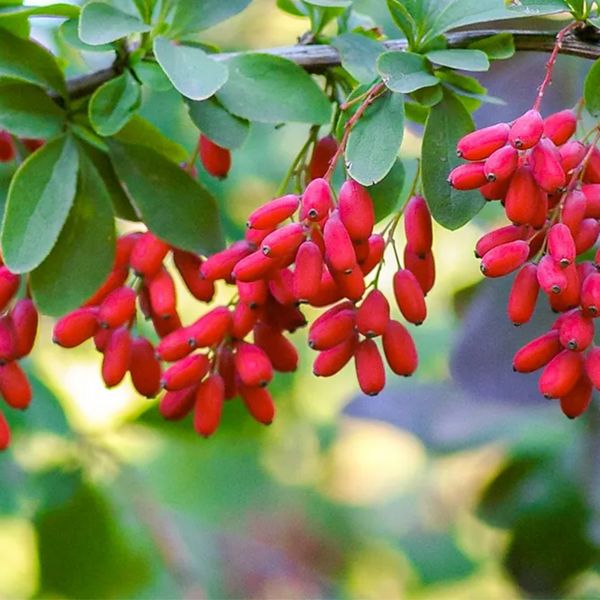 Berberine plant 